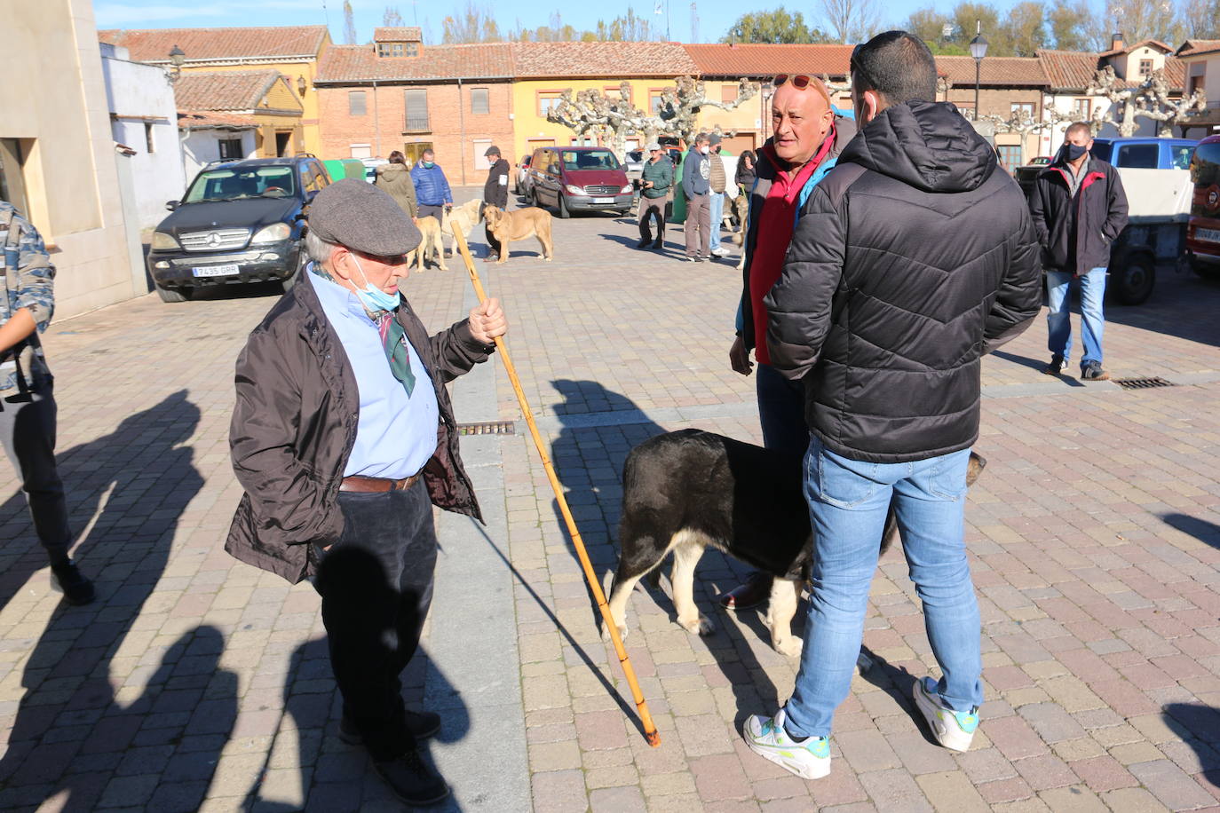 El municipio leonés acoge a cerca de cien perros de esta raza en un concurso que cumple 30 ediciones.