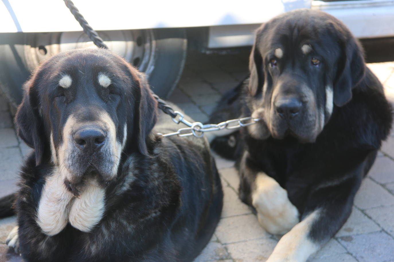 El municipio leonés acoge a cerca de cien perros de esta raza en un concurso que cumple 30 ediciones.