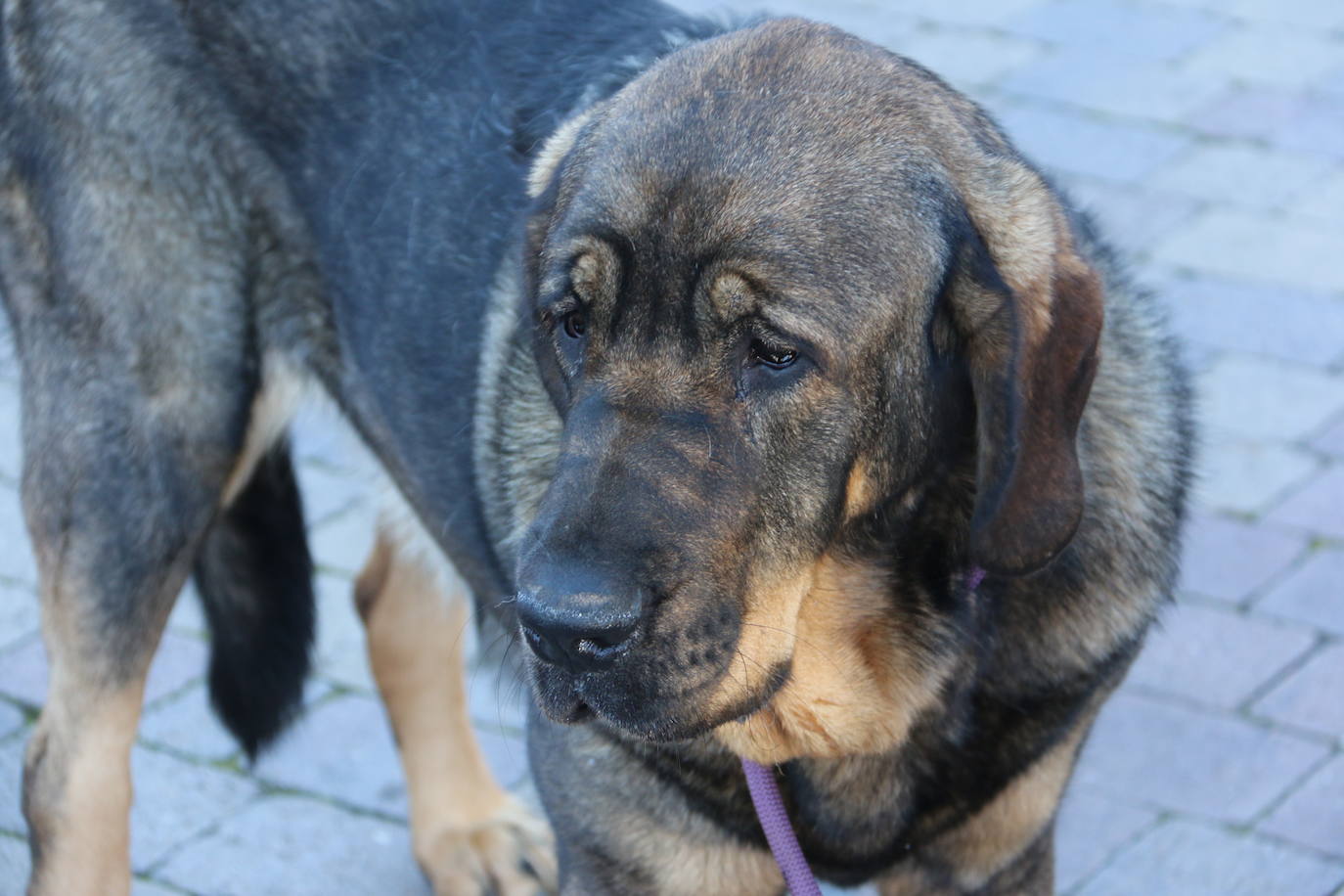 El municipio leonés acoge a cerca de cien perros de esta raza en un concurso que cumple 30 ediciones.