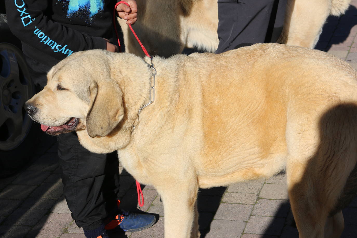 El municipio leonés acoge a cerca de cien perros de esta raza en un concurso que cumple 30 ediciones.