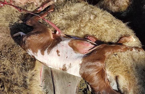 Una treintena de ovejas muertas por el lobo: «Que vengan los ecologistas a quitar los cadáveres» 