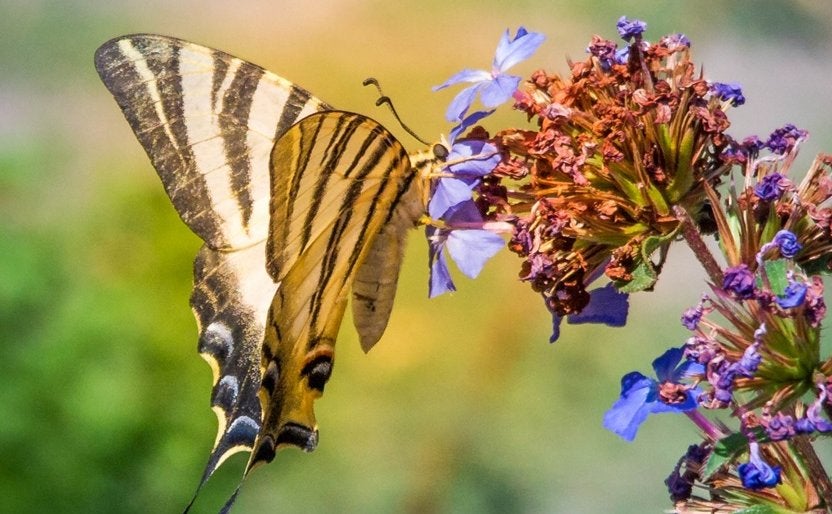 Imagen de una mariposa. 