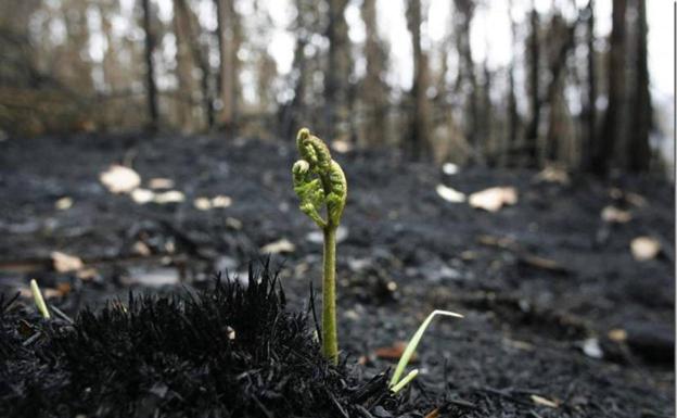 Una planta brota en terreno quemado.