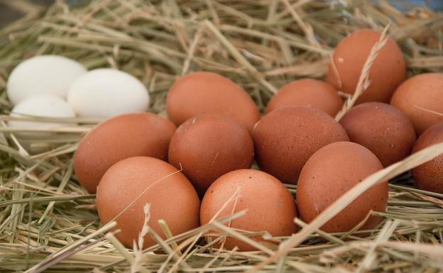 Los jóvenes integrantes de CEL Junior visitan Huevos León.