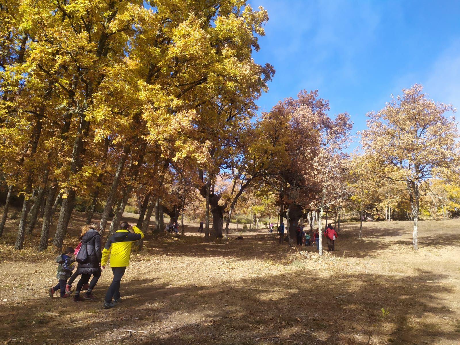 Moscoso, Sabio, Feliz, Gruñón, Tímido, Dormilón y Mudito dan vida al 'Bosque de los enanitos' en la localidad de Almanza | El éxito ha sido tal que las reservas en los establecimientos de la zona se agotan con dos semanas de antelación. 