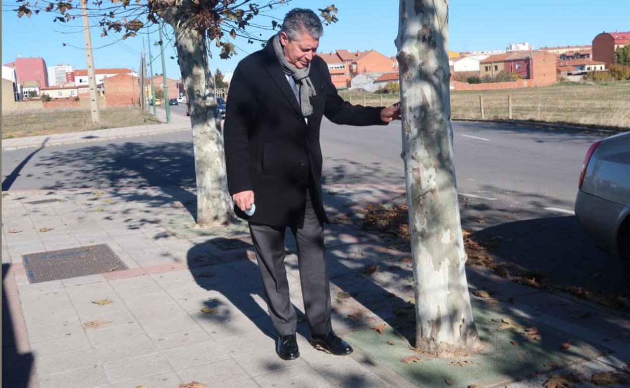 El concejal del área visita una de estas nuevas macetas para los árboles de León.
