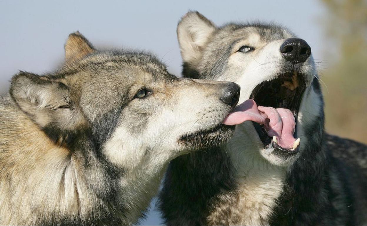 Los lobos siguen en el centro de la polémica entre Gobierno y comunidades.