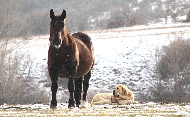 Galería. Nieve sobre la provincia de León. El temporal ha remitido en las últimas horas pero se mantiene activo en la zona norte de la provincia. 