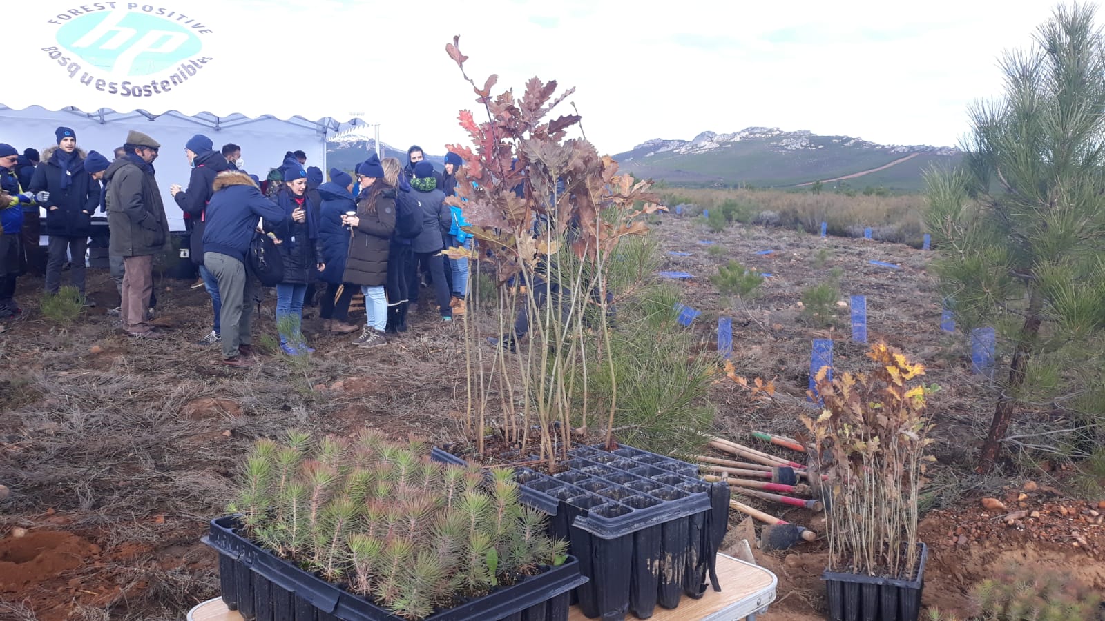 Decenas de personas participan en la plantación de árboles en el área arrasada por el incendio de Castrocontrigo.