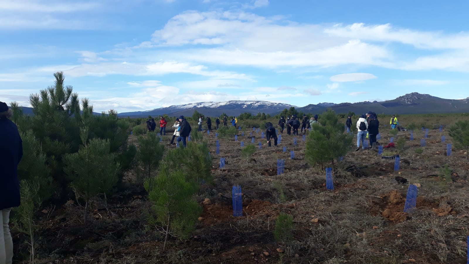 Decenas de personas participan en la plantación de árboles en el área arrasada por el incendio de Castrocontrigo.