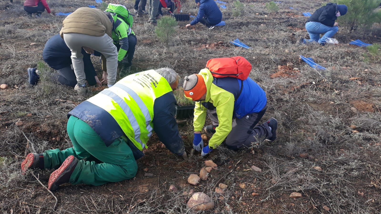 Decenas de personas participan en la plantación de árboles en el área arrasada por el incendio de Castrocontrigo.