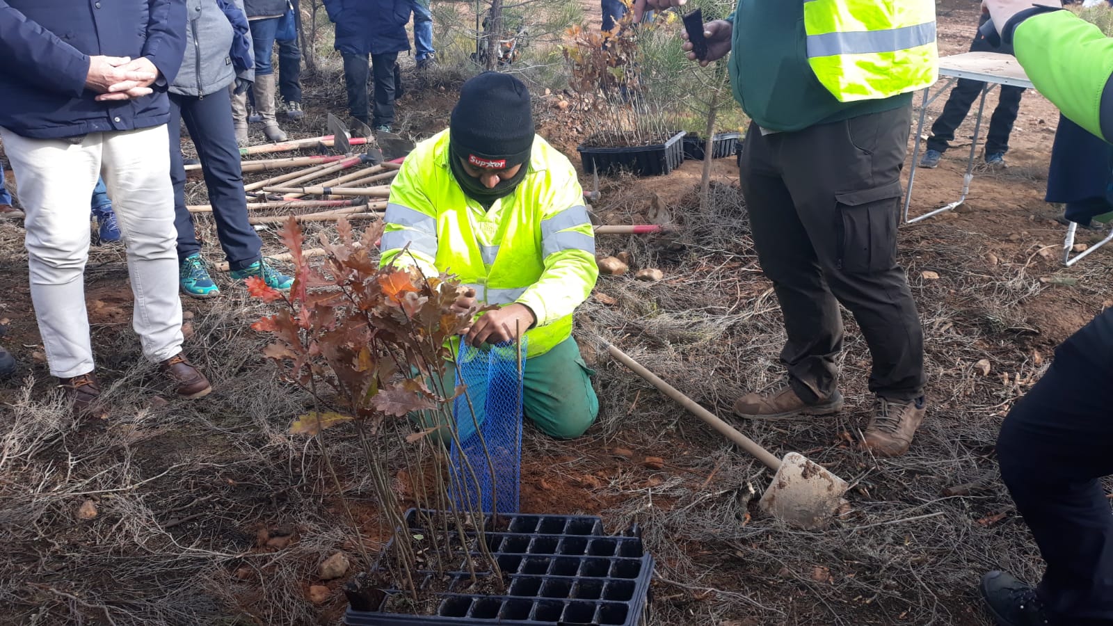 Decenas de personas participan en la plantación de árboles en el área arrasada por el incendio de Castrocontrigo.