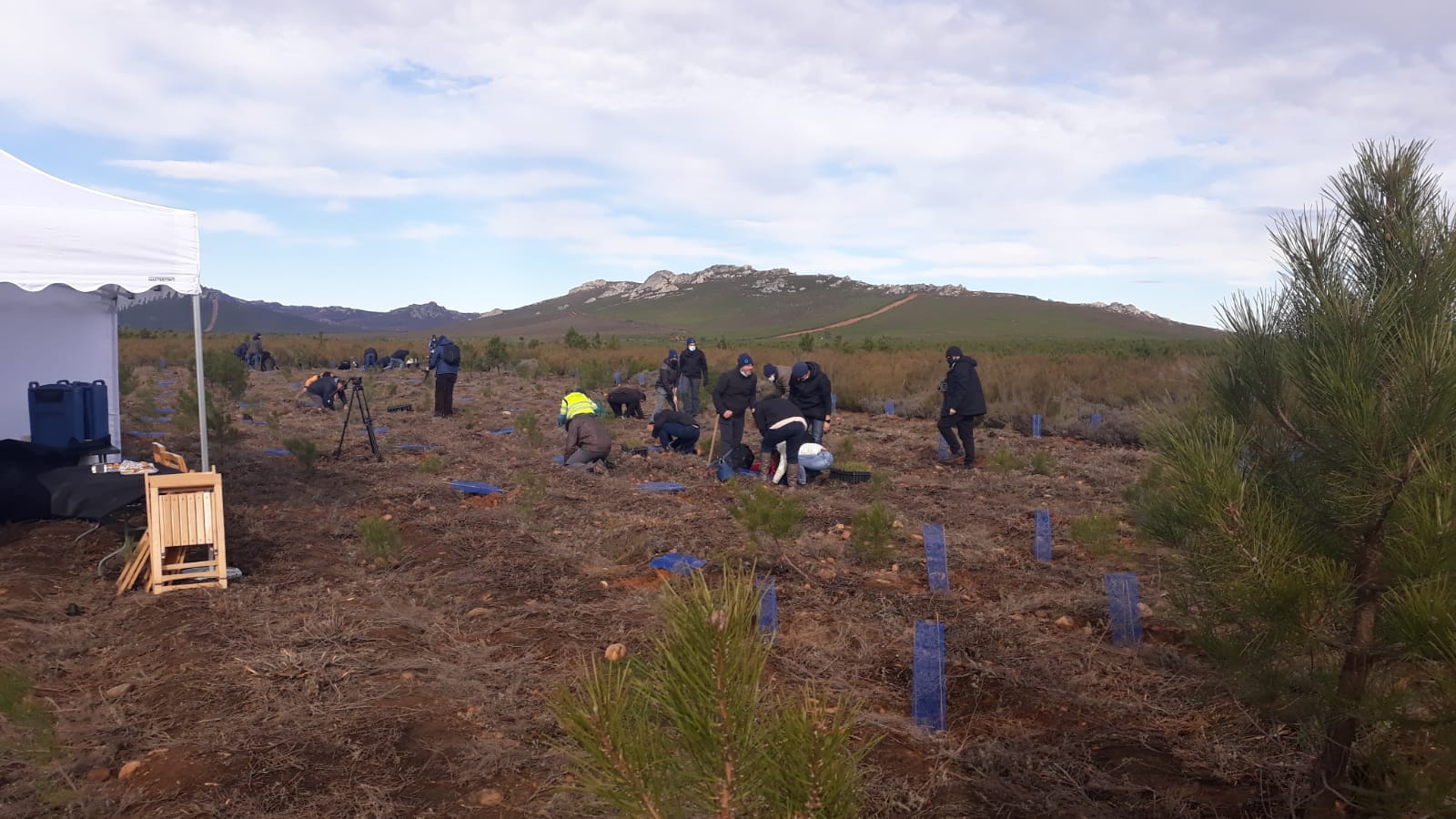 Decenas de personas participan en la plantación de árboles en el área arrasada por el incendio de Castrocontrigo.