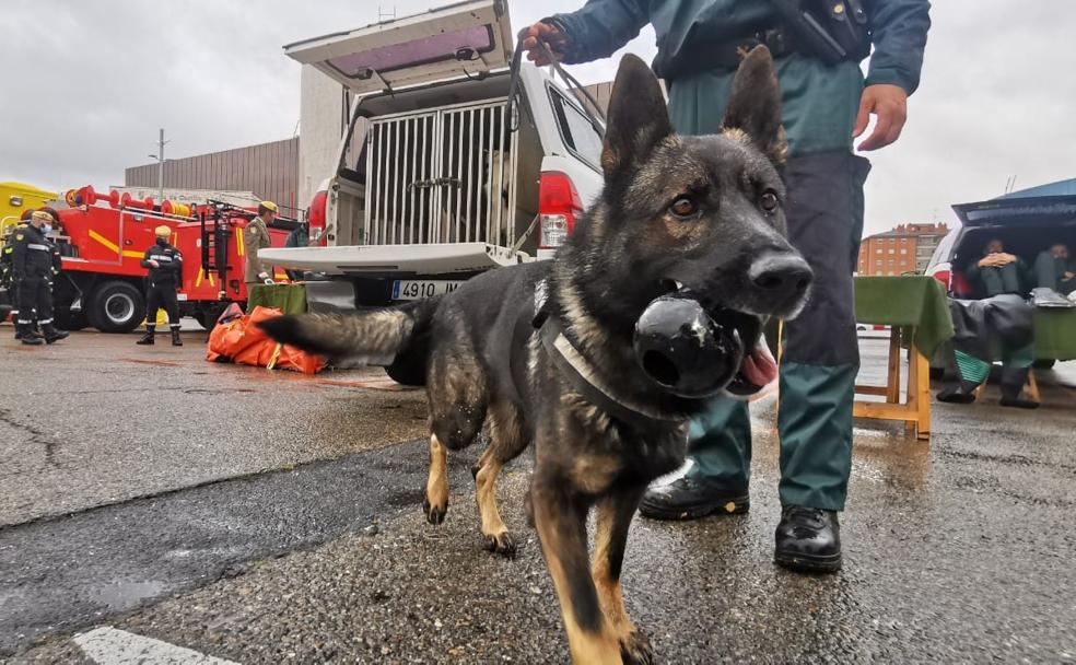 Uno de los perros de la Guardia Civil que acuden a las labores que requieren las unidades.