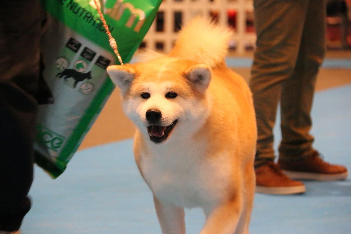 El Palacio de Congresos y Exposiciones ha acogido la XXIII Exposición Internacional Canina durante todo el fin de semana.