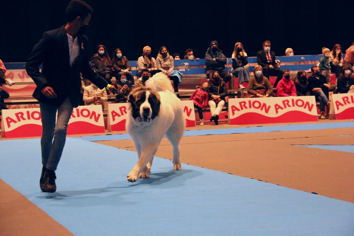 El Palacio de Congresos y Exposiciones ha acogido la XXIII Exposición Internacional Canina durante todo el fin de semana.