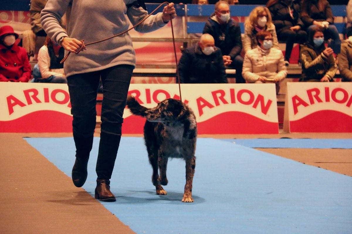 El Palacio de Congresos y Exposiciones ha acogido la XXIII Exposición Internacional Canina durante todo el fin de semana.