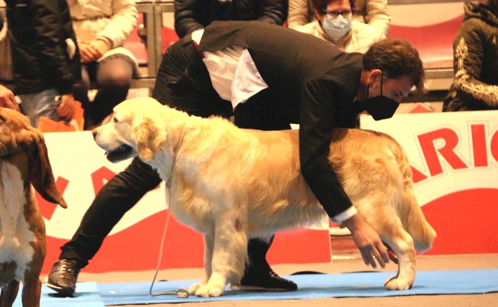 Un concursante coloca a su perro en la posición correcta para que los jueces procesan a evaluarlo. 