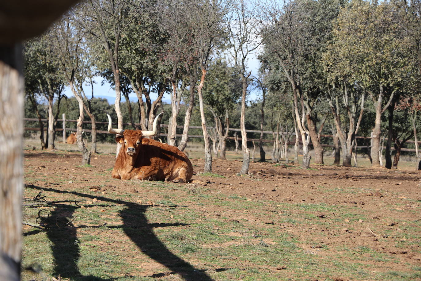 La Bodega El Capricho.