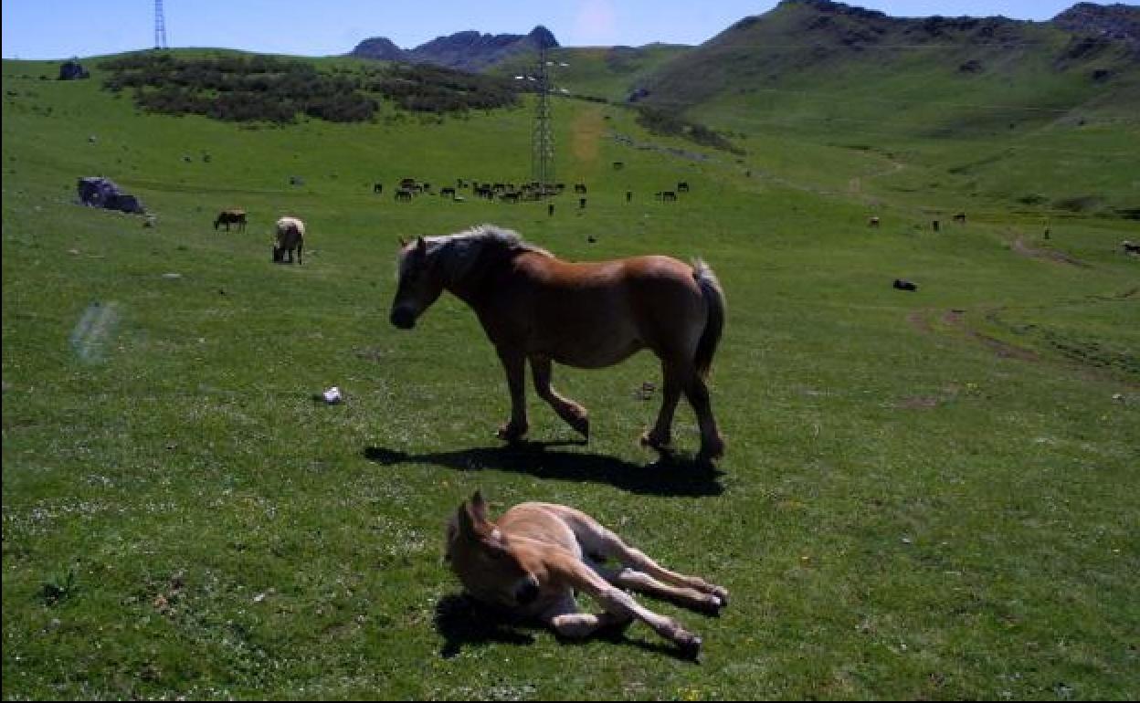 Un grupo de caballos, en los terrenos del Puerto de Pinos cuya titularidad y uso está en litigio entre Mieres y Babia.