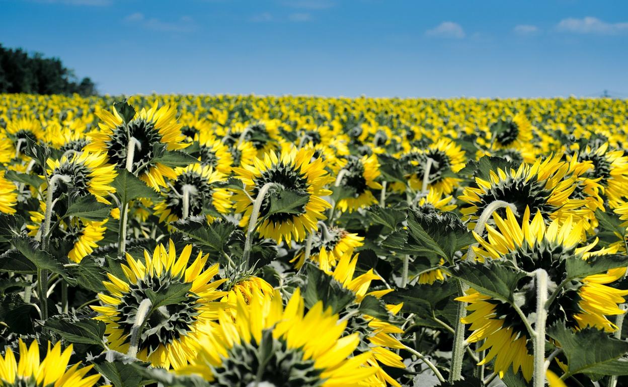 La campaña de girasol en León se cierra con una producción de   toneladas 