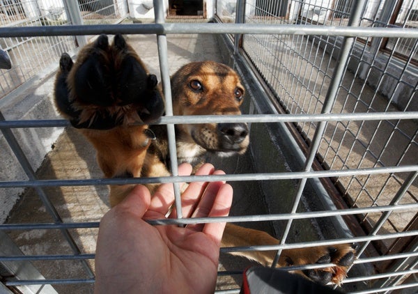 El alcalde de Ponferrada visita el albergue canino municipal.