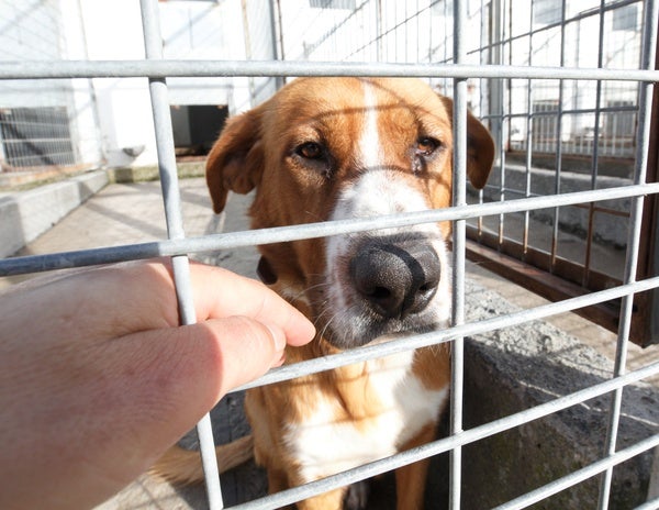El alcalde de Ponferrada visita el albergue canino municipal.