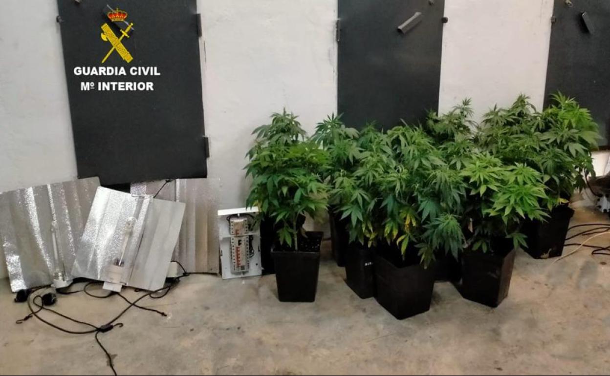 Plantas de marihuana aprehendidas en esta operación.