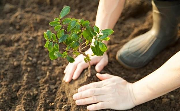 Plantación de árboles como la que se llevará a cabo el próximo lunes en Puente Castro.