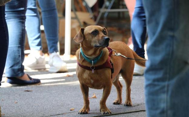 Pacma organiza paseos de perros como el de la imagen para concienciar sobre la adopción.