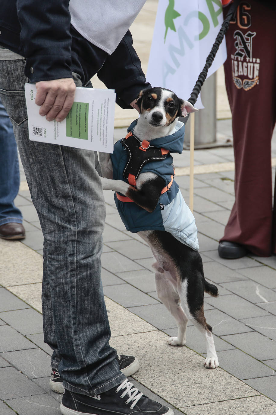 Fotos: Los perros abandonados piden adopción y responsabilidad