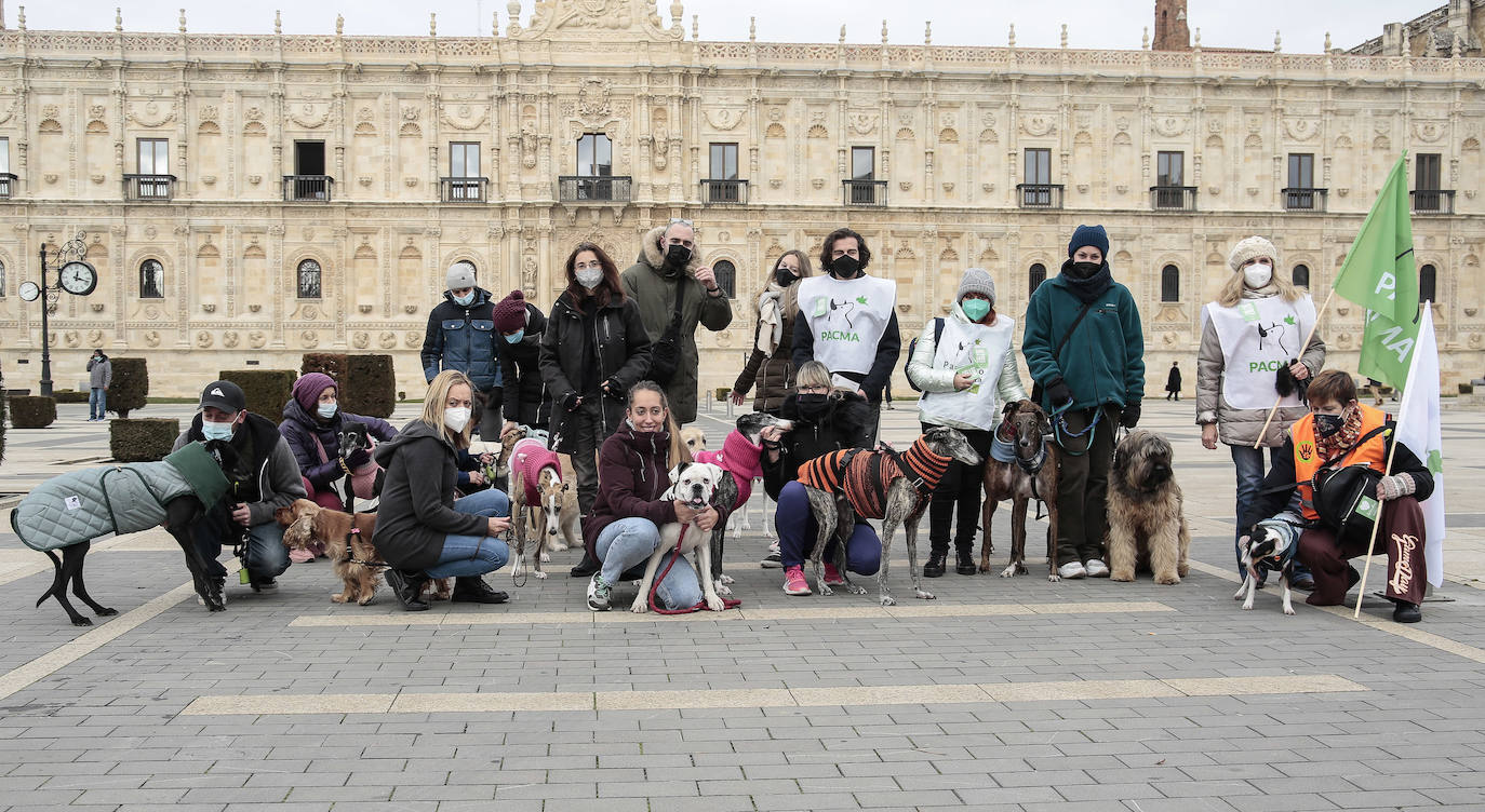 Fotos: Los perros abandonados piden adopción y responsabilidad