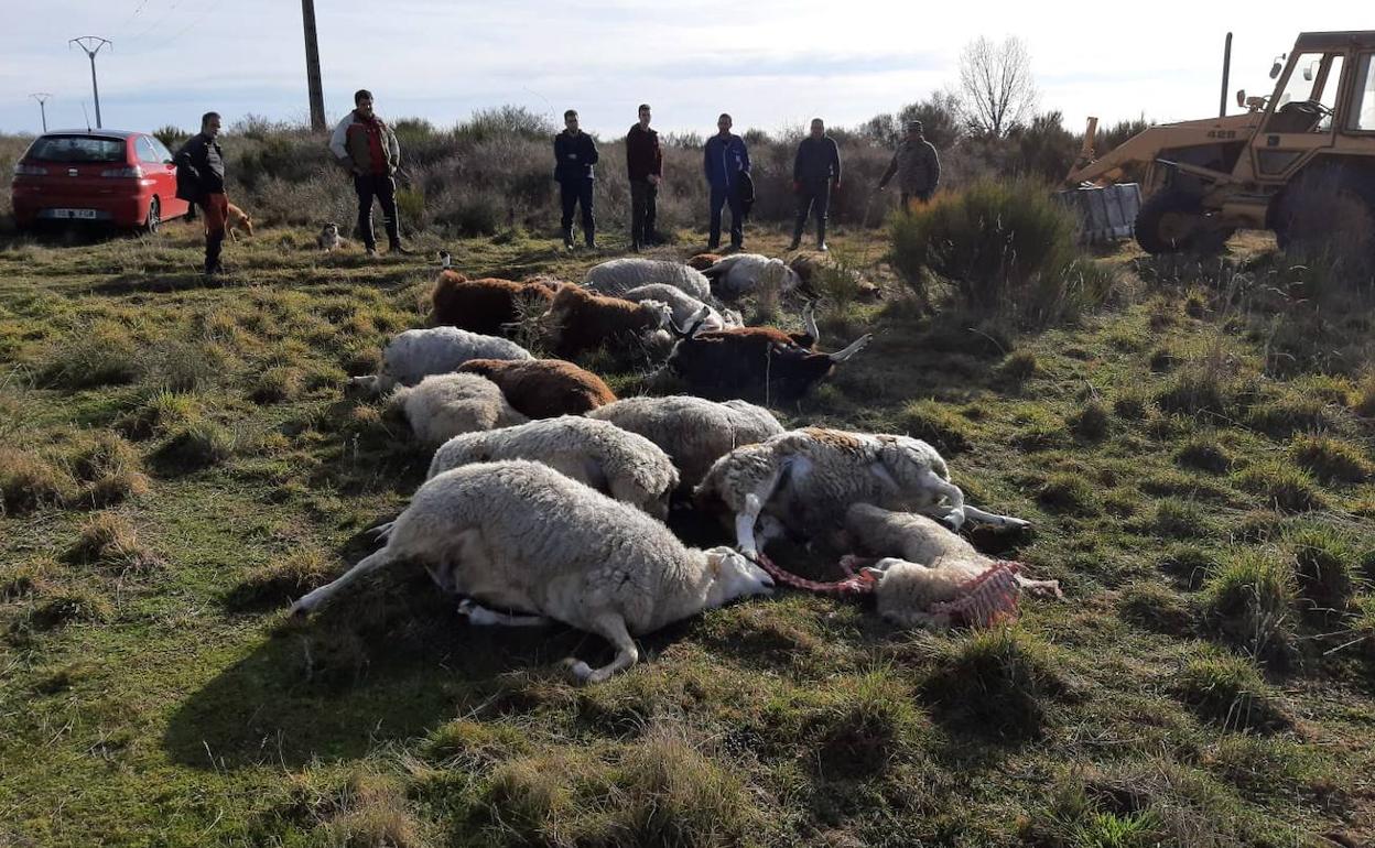 El lobo acaba con 21 ovejas en Riello. En la imagen, un grupo de vecinos que ha participado en la recogida de los cuerpos de las cabezas de ganado. 