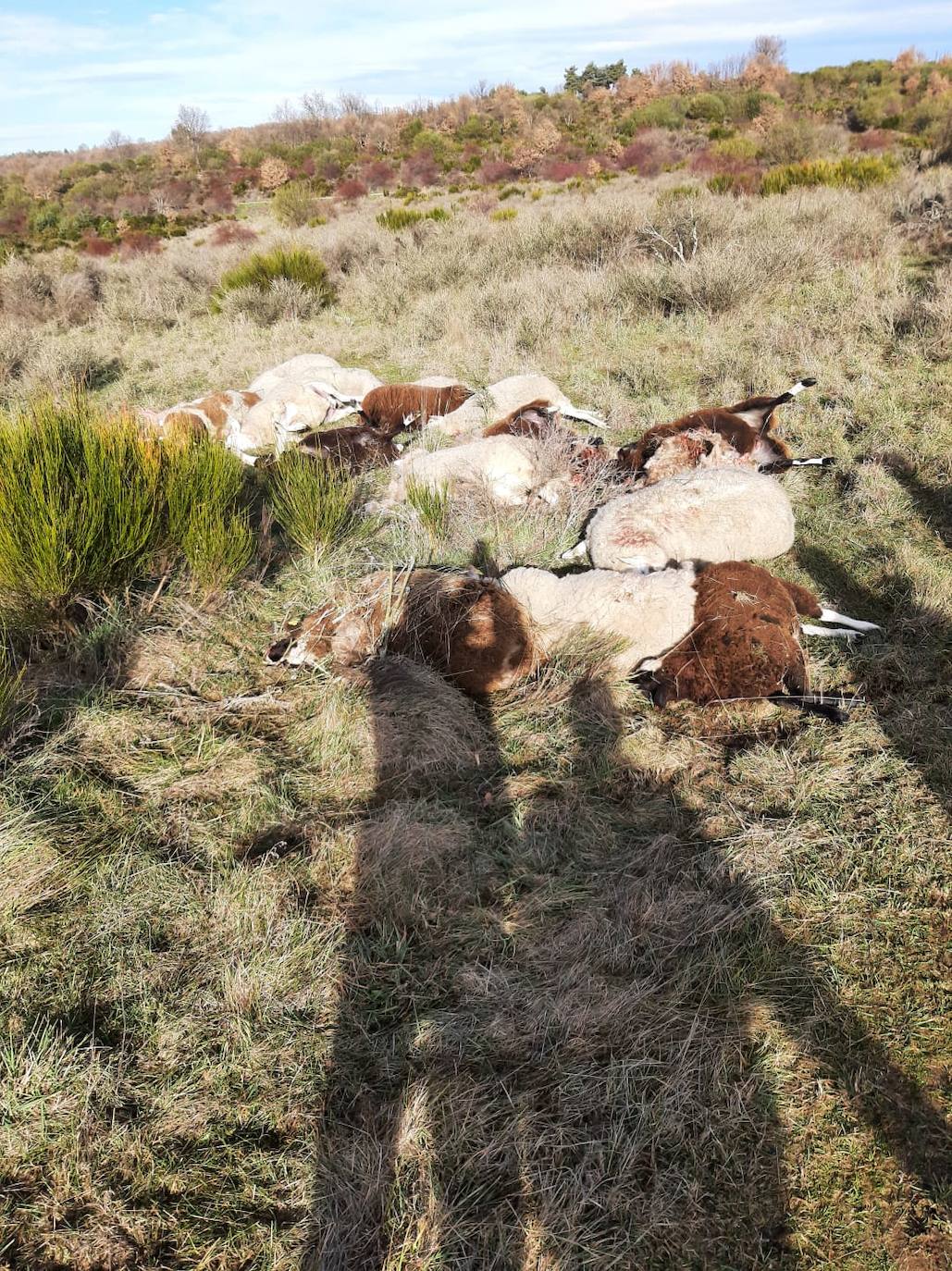 El primer ataque del lobo en la provincia leonesa este 2022 acaba con más de una veintena de animales | «Es una escabechina, algo escandaloso», señala el propietario del ganado, que acusa a la Junta de no darles «derecho a nada»