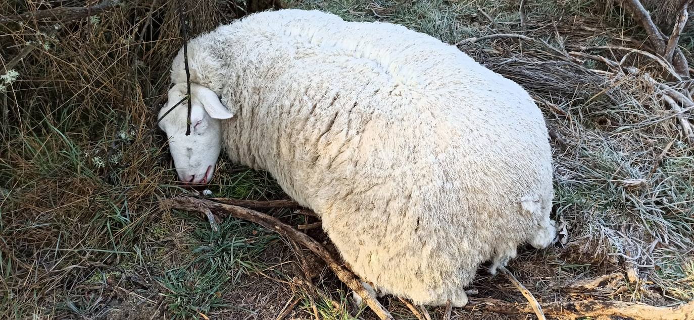 El primer ataque del lobo en la provincia leonesa este 2022 acaba con más de una veintena de animales | «Es una escabechina, algo escandaloso», señala el propietario del ganado, que acusa a la Junta de no darles «derecho a nada»