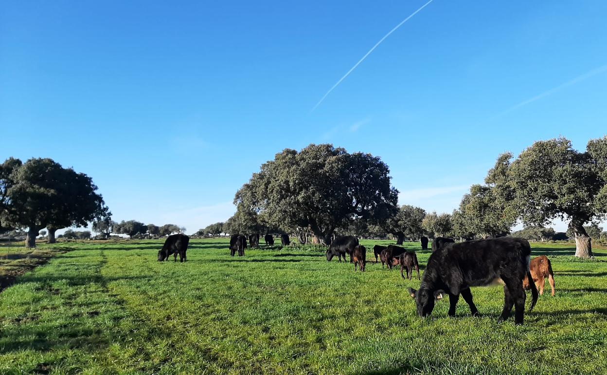 Las vacas de Sergio Nieto pastan en al zona de Ledesma, Salamanca. 