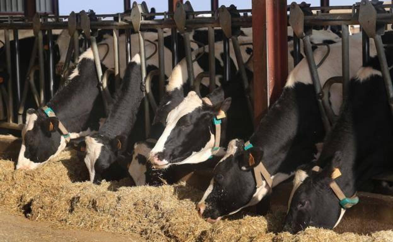 Un grupo de vacas en una explotación ganadera.