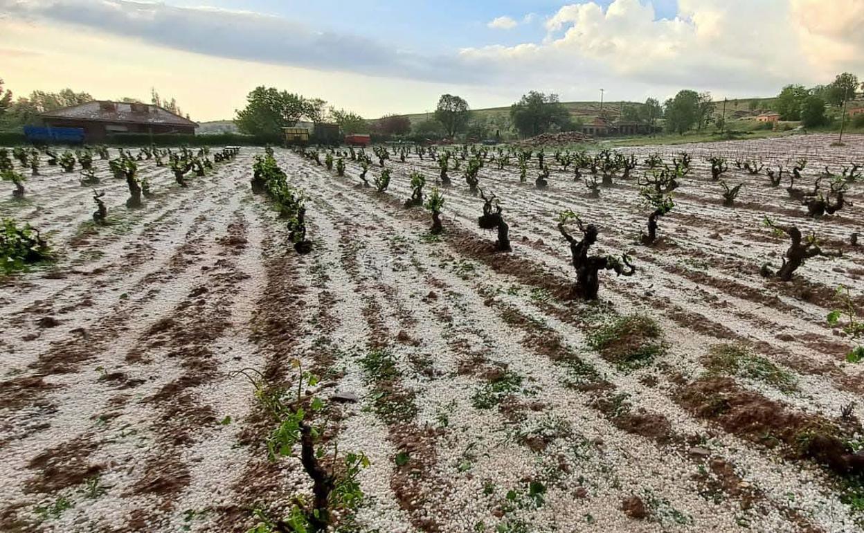 Daños causados por el pedrisco en Moradillo de Roa, Burgos, en una parcela de viñedo. 