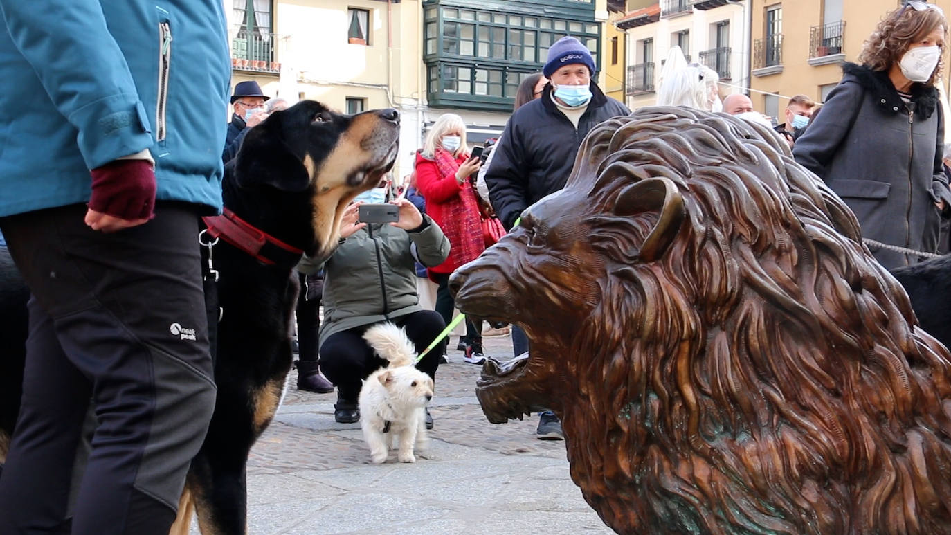 León recupera la tradición más popular de San Antón que el año pasado se canceló por la pandemia | Decenas de animales han recibido en San Marcelo su bendición que en esta ocasión ha sido colectiva desde el Ayuntamiento a pesar del frío y con el abrigo del sol de enero