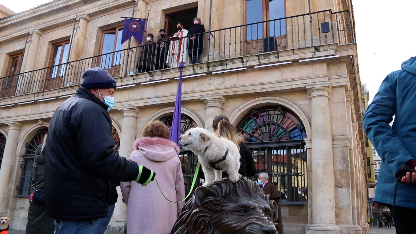 León recupera la tradición más popular de San Antón que el año pasado se canceló por la pandemia | Decenas de animales han recibido en San Marcelo su bendición que en esta ocasión ha sido colectiva desde el Ayuntamiento a pesar del frío y con el abrigo del sol de enero