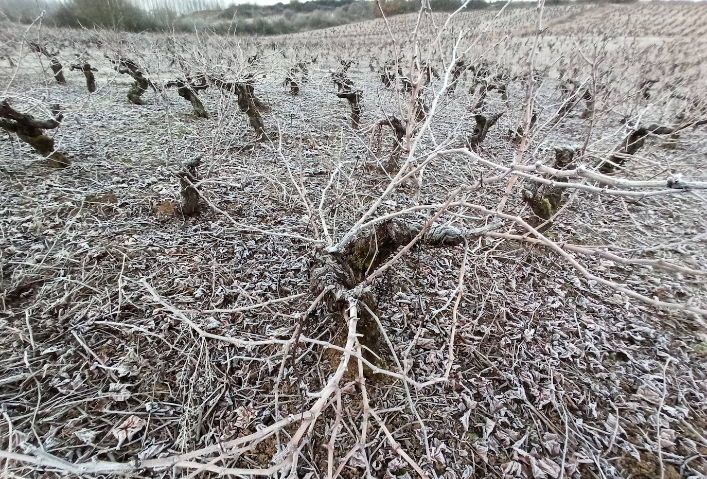 Las bajas temperaturas tiñen de blanco distintos parajes bercianos