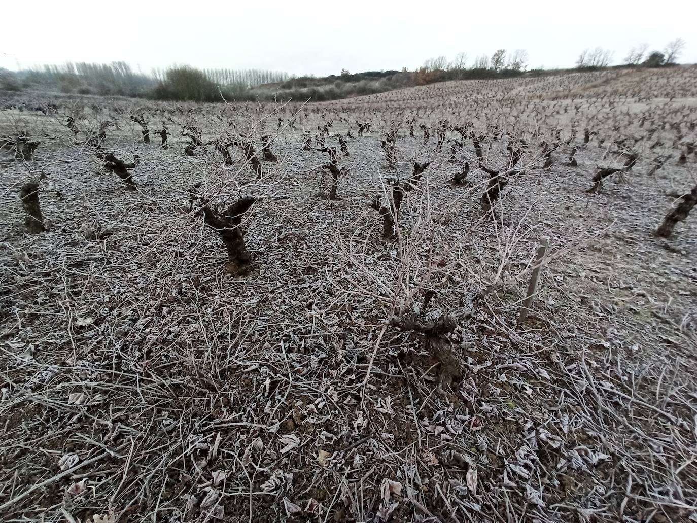 Las bajas temperaturas tiñen de blanco distintos parajes bercianos