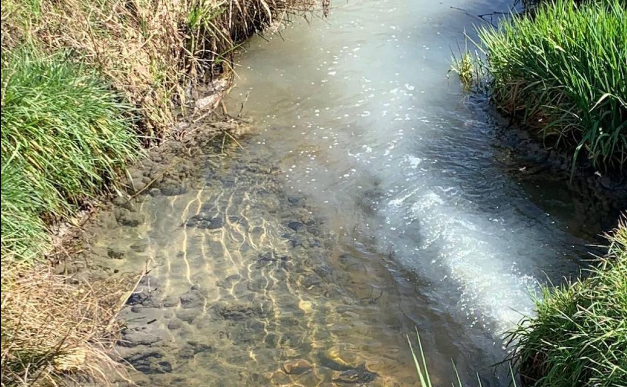 Vertidos contaminantes a la Zaya del Río Tuerto denunciados por Ecologistas en Acción.