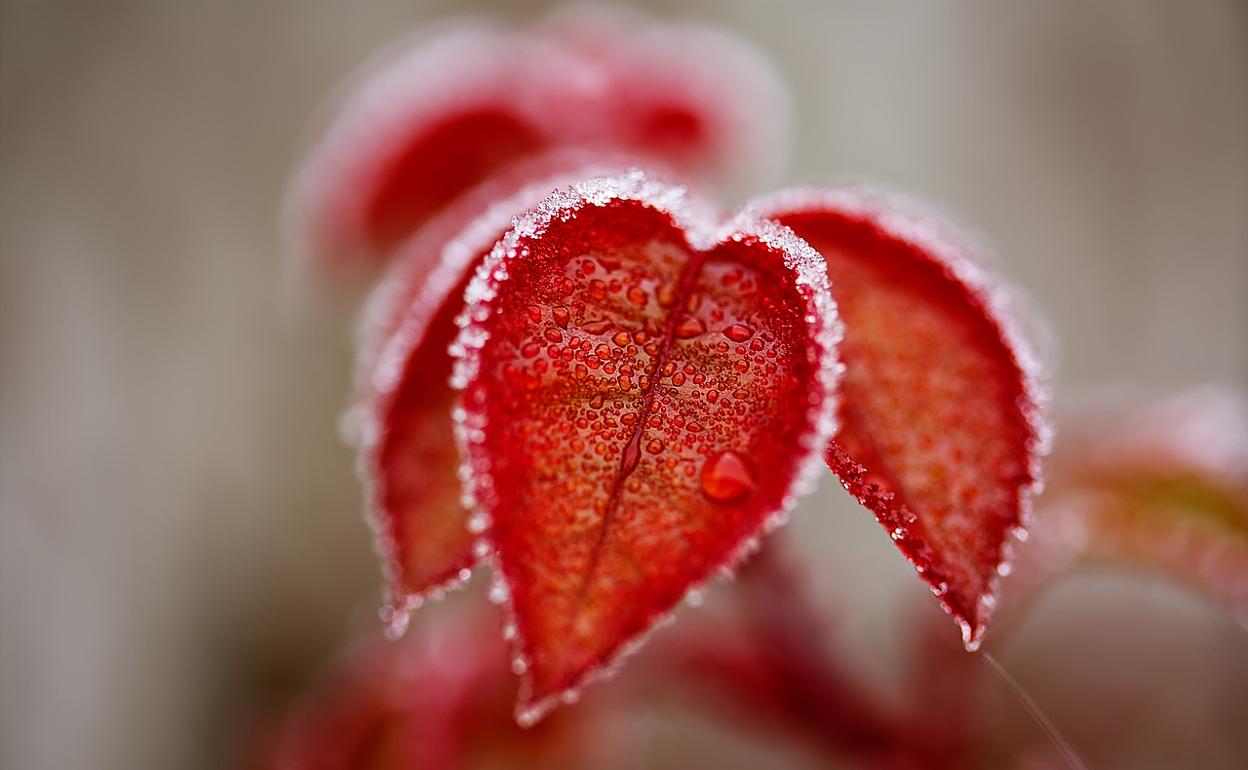 Las semanas más frías del año son las dos primeras de enero. 