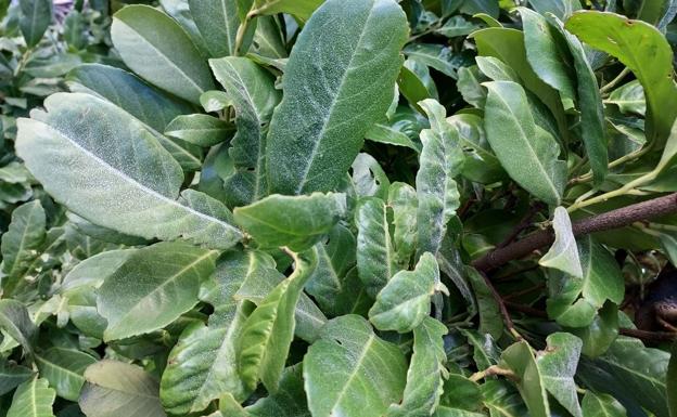 El polvo blanco se hace visible en las plantas del polígono de Onzonilla. 