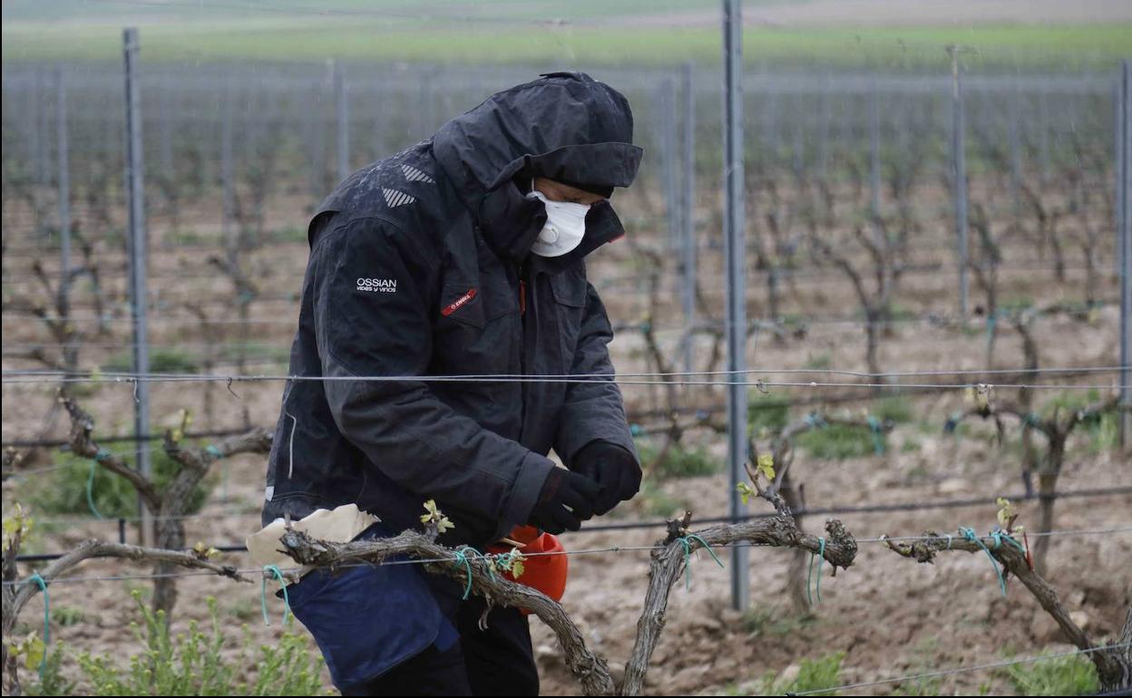 Trabajo en un viñedo de Ribera del Duero. 