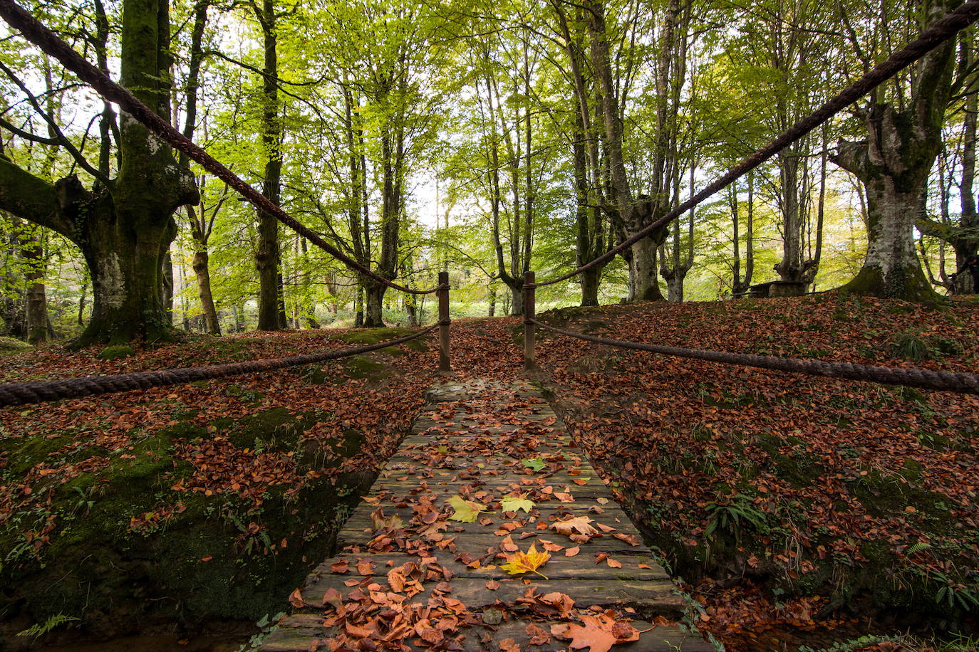 Hayedo de Otzarreta (Bizkaia)