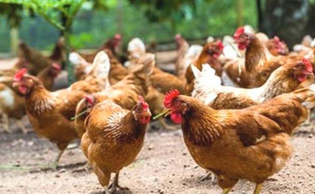 Gallinas en una explotación de Castilla y Leñon.