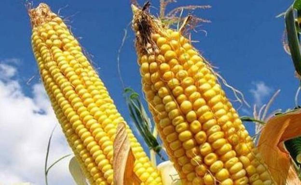 Deja de cotizar el maíz destino secadero en la lonja de León