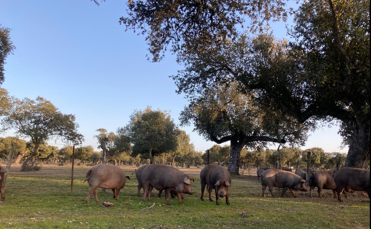 Los cerdos aprovechan la bellota en la finca El Águila, entre Fuentes de Oñor y Espeja, Salamanca. 